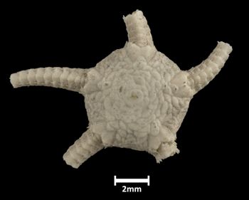 Media type: image;   Invertebrate Zoology OPH-757 Description: Top down view of single ophiuroid specimen with a scale bar.;  Aspect: dorsal